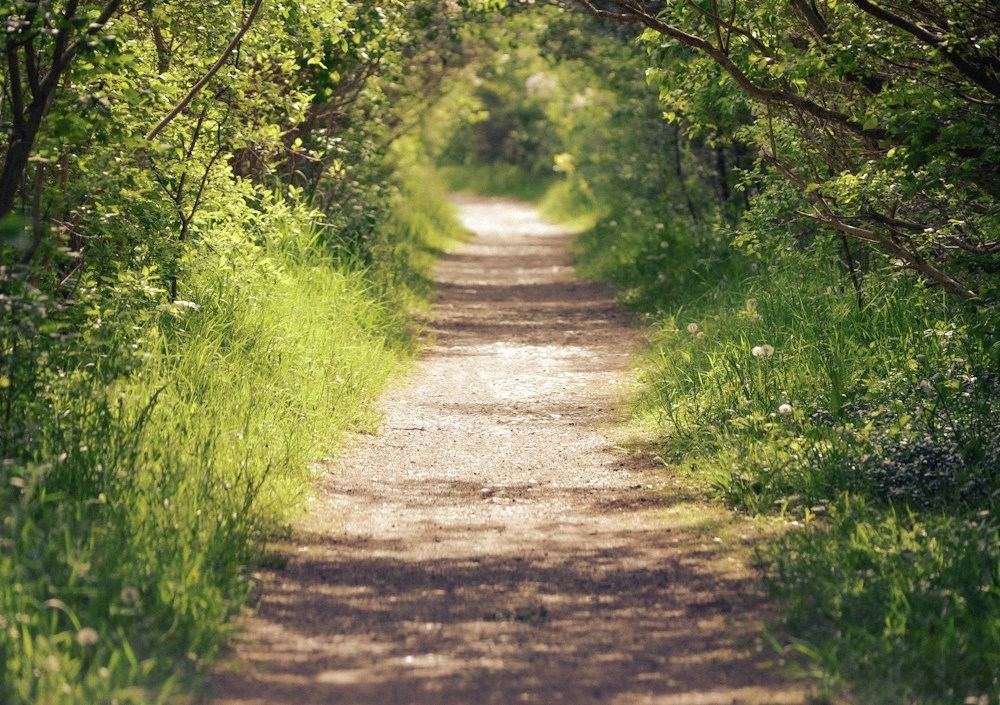A sunlit walking trail through trees